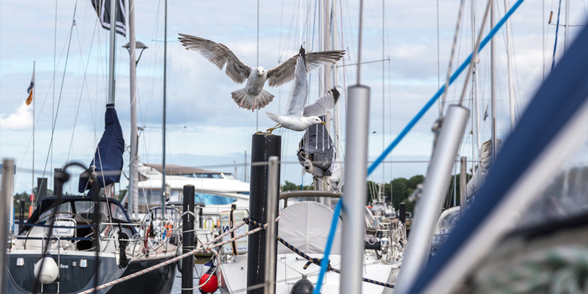 Im Hafen angelegt Segeln mit der Yachtschule Meissen